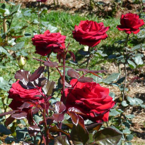 Hoa hồng – nàng tiên sắc đẹp vị thuốc độc đáo